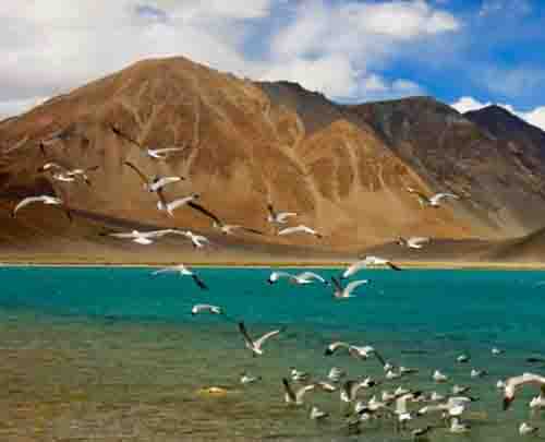 5 days Leh with Pangong